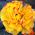 Sárga - vörös - Virágágyi floribunda rózsa - Jelroganor